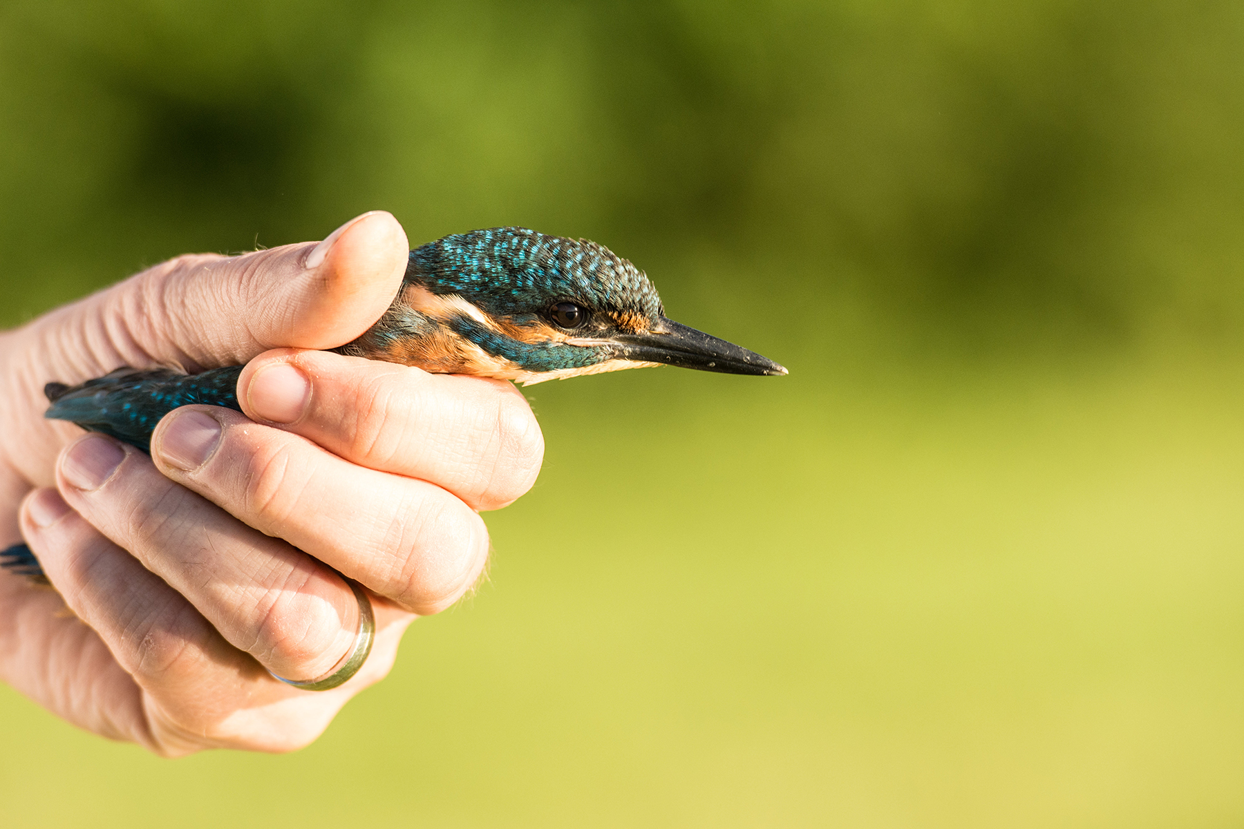 ijsvogel, foto gemaakt door Ferdy van Winkel