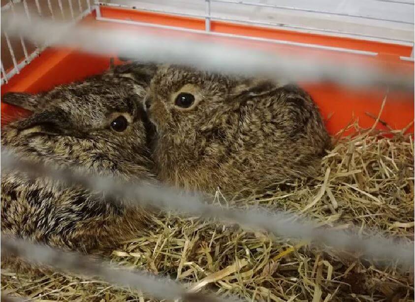 Haasjes in het vogelasiel